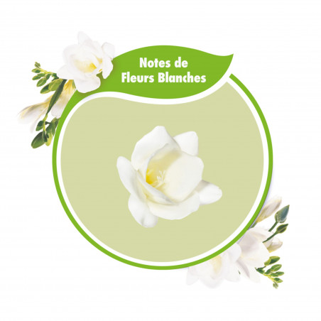 Pack de 12 - Adoucissant concentré Soupline Douceur végétale Notes de Fleurs blanches 52 lavages - 1,3L