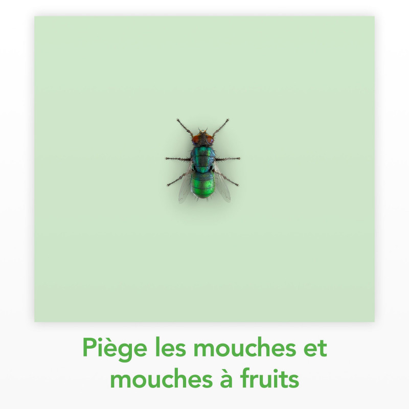 RAID ESSENTIALS PIEGE A MOUCHES ET MOUCHES A FRUITS - STICKER FENETRES SOLEIL BOUQUET FLORAL X6