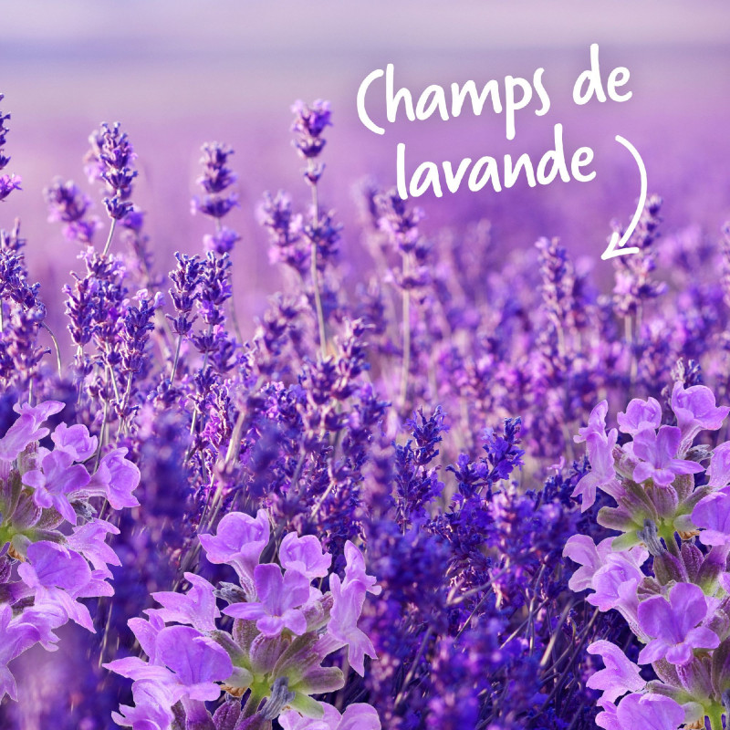 Pack de 12 - Soupline Tablettes Adoucissantes Cœurs Champs de Lavande - 28 pièces