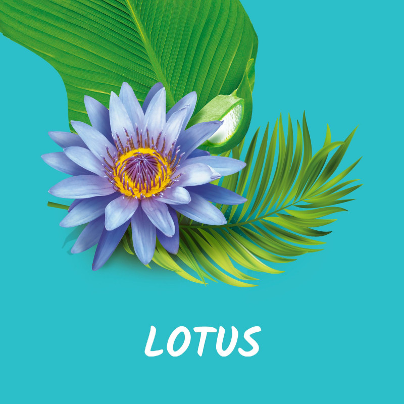 Pack de 12 - Gel douche Tahiti lotus & huile de coco - 250ml