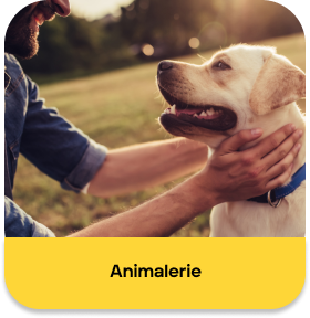 chien